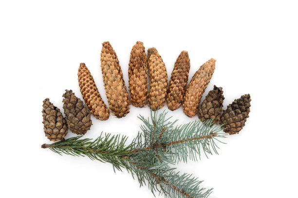 圣诞锥被隔离在白色背景上图片下载