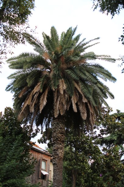 花和自然图片下载