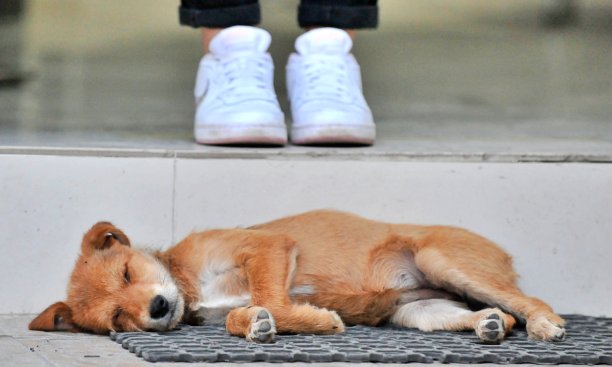 可爱的流浪小狗睡在商店的门上图片下载