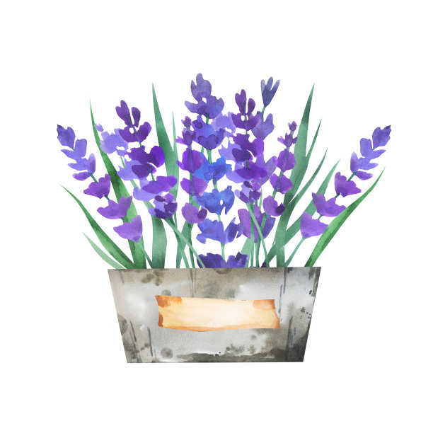 水彩复古花束与紫罗兰普罗旺斯薰衣草在一个金属桶花瓶孤立在白色背景。图片下载