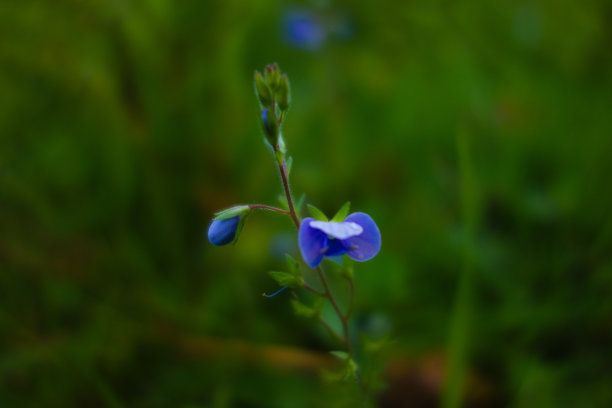林地勿忘我图片下载