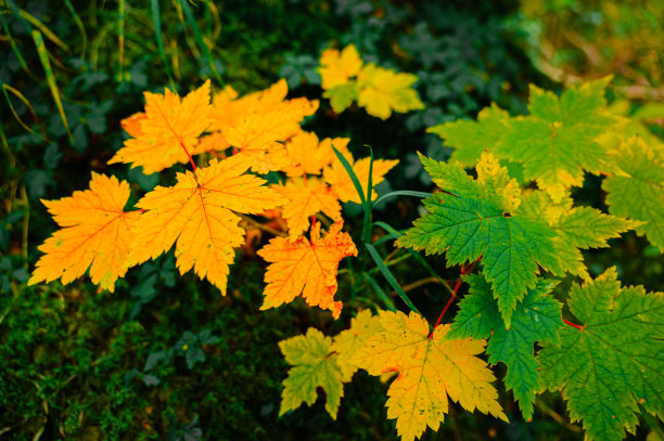 秋天的叶子图片下载