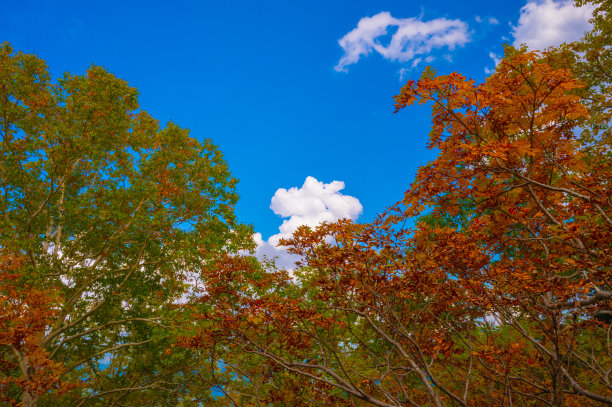 秋天的叶子图片下载
