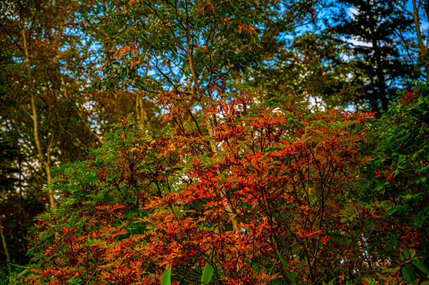 秋天的叶子图片下载