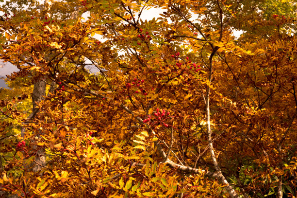 秋天的叶子图片下载