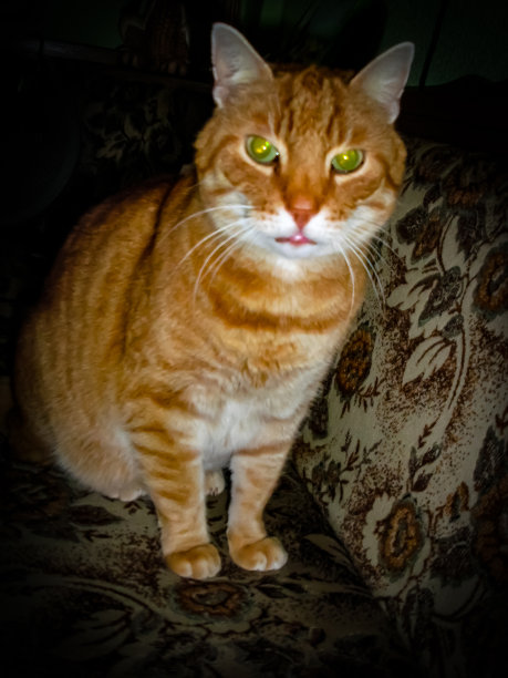 红猫有绿色的眼睛图片下载