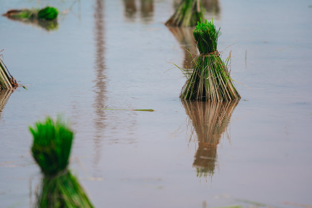 农村或乡村的稻田图片下载