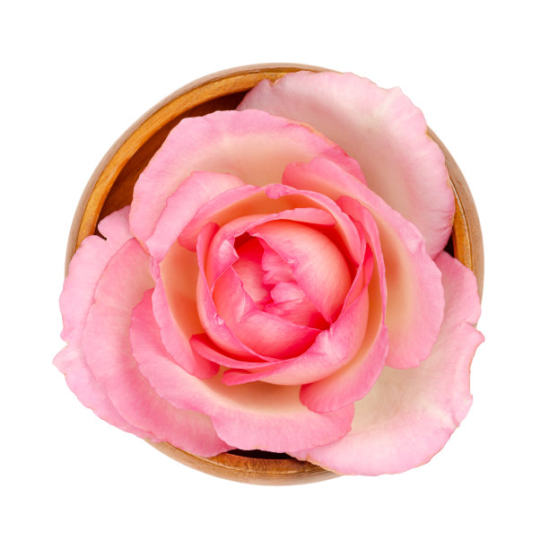玫瑰开花，花头呈粉红色，在木碗中图片下载