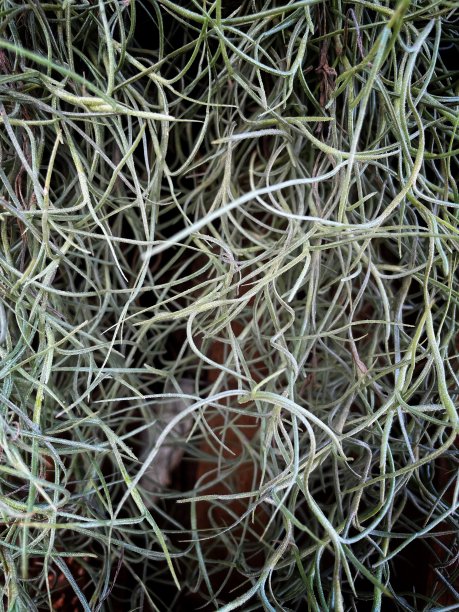 西班牙苔藓(Tillandsia usneoides)图片下载