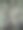 西班牙苔藓(Tillandsia usneoides)图片下载