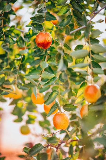 树枝上的红枣图片下载