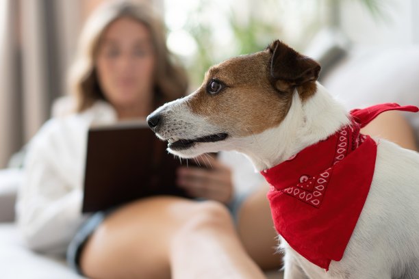 一个年轻的女人在家里的沙发上看书和她可爱的狗。可爱的宠物。图片下载