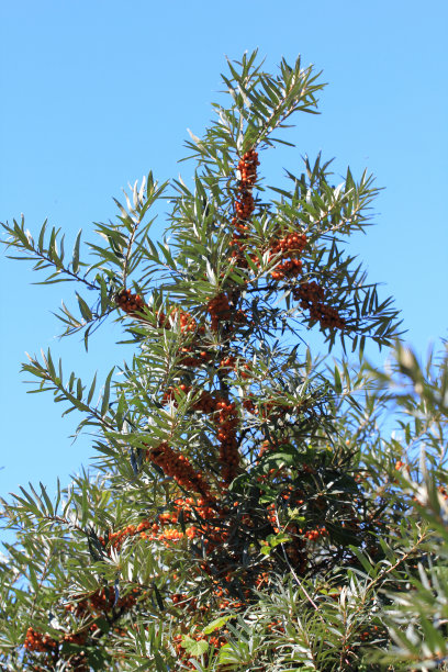 沙棘(Hippophae rhamnoides)是沙棘属植物的一种。图片下载