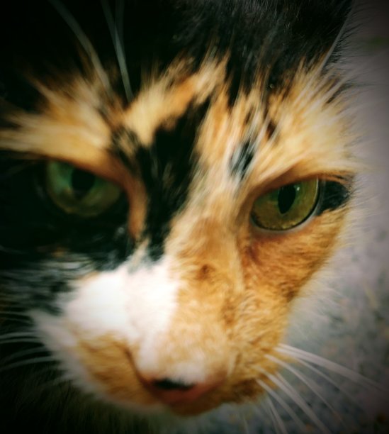 猫脸在你脸上图片下载