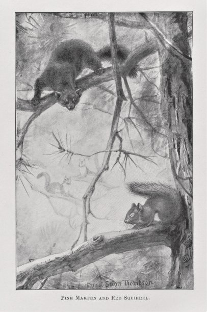 松貂黄鼠狼捕猎红松鼠图片下载