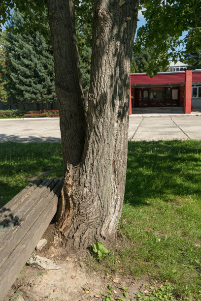 在阳光明媚的夏天，学校操场上的树旁的旧木凳上的一部分图片下载