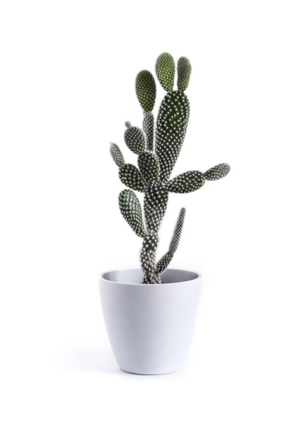 小仙人掌变种白花仙人掌在白色背景上孤立的花盆图片下载