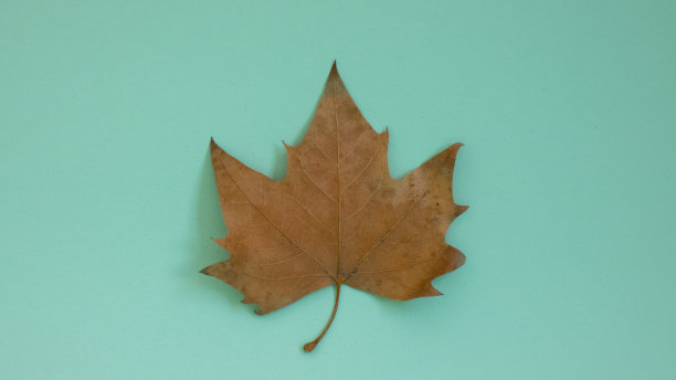 薄荷绿色背景的干燥秋叶图片下载