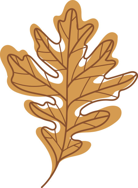 褐色的秋橡树叶，脉状随季节变化图片下载