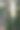 森林里的一排松树。日出时风景优美的早晨风景。阳光透过树叶照射进来。薄雾给景色增添了一些神秘色彩图片下载