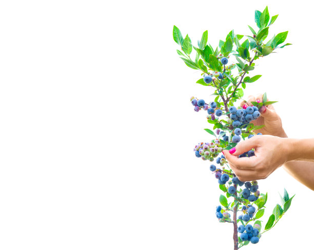 蓝莓灌木孤立在白色图片下载
