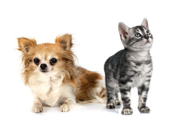 孟加拉猫和吉娃娃图片下载