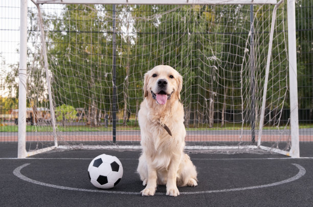 狗的足球运动员。金毛猎犬作为守门员坐在室外的足球旁边图片下载