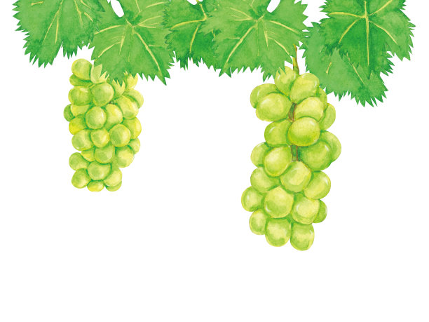 葡萄水彩插图孤立的白色背景图片下载