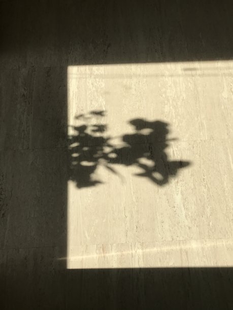 盆花的影子图片下载