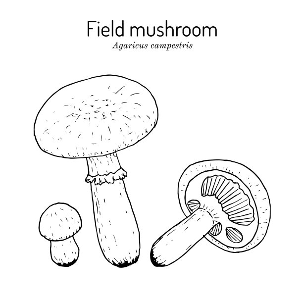 草甸或野外蘑菇图片下载