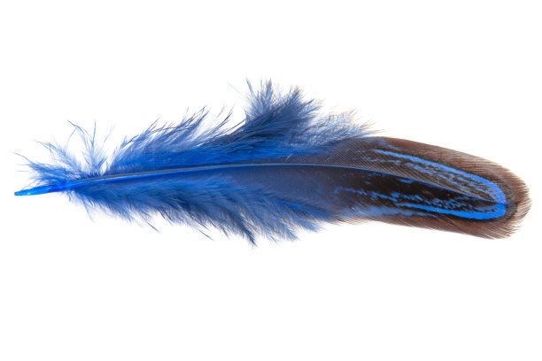 装饰色彩鲜艳的雉鸡鸟羽毛孤立在白色背景上图片下载