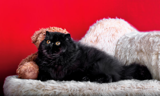 一只黑色、美丽、奇异的猫。图片下载