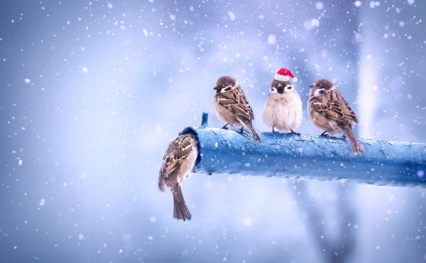 圣诞快乐，恭贺新禧。图片下载