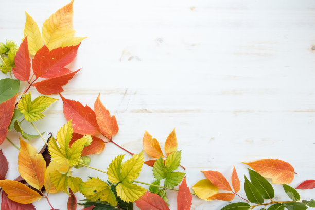 秋叶缘图片下载