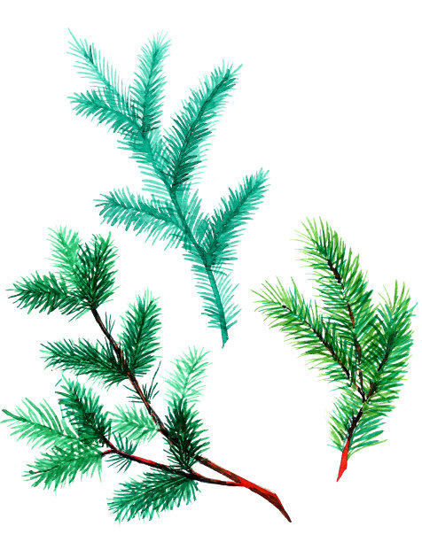 圣诞树枝图片下载