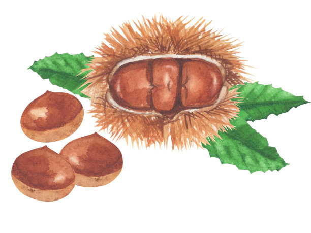 栗。白底水彩画图片下载