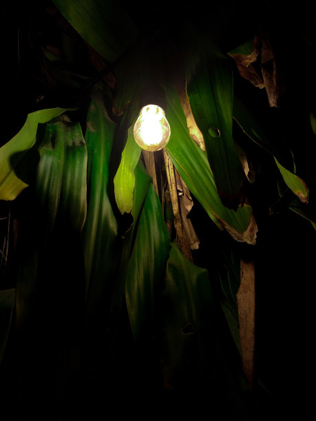 树叶上的灯图片下载