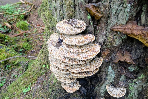 这是一张在一棵树上分层的Fomitopsidaceae的特写照片，它是Polyporales目真菌的一个家族。大多数物种寄生在木本植物上，容易导致褐色腐烂。图片下载