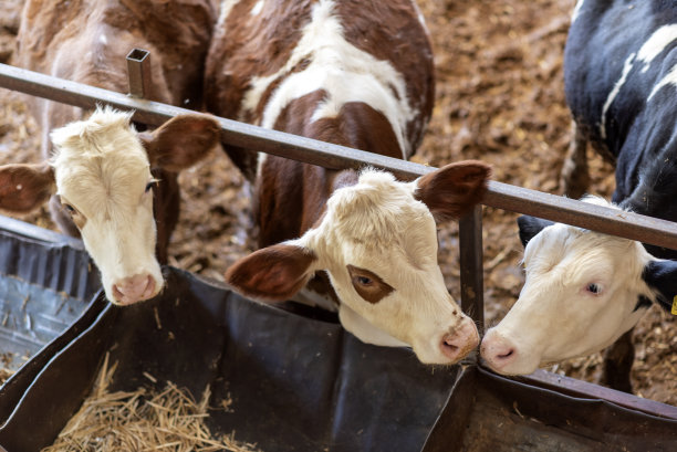 小牛场里的动物图片下载