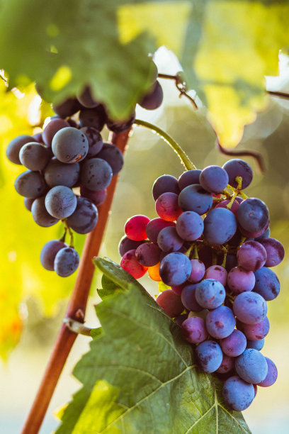 有机葡萄园中的红葡萄图片下载