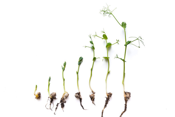在白色的背景下，不同生长阶段的豌豆苗排成一排图片下载