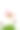莲花孤立在白色的背景上。文件包含与剪辑路径，如此容易工作。图片下载