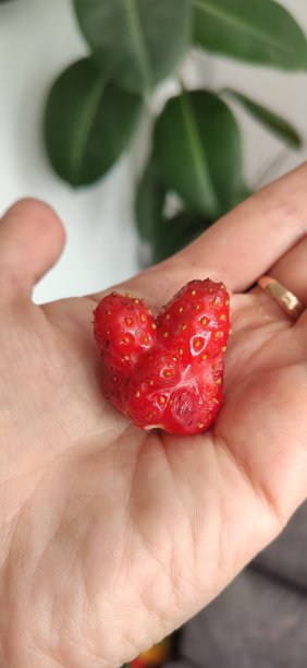 美丽成熟的红草莓在女人的手中。图片下载