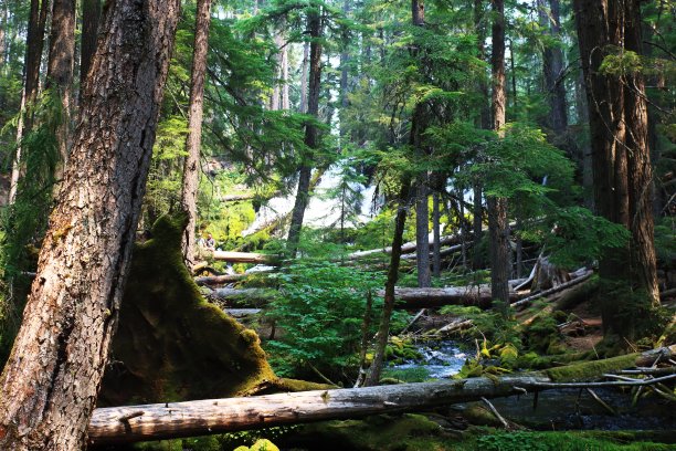 林地小径显示瀑布穿过茂密的森林图片下载