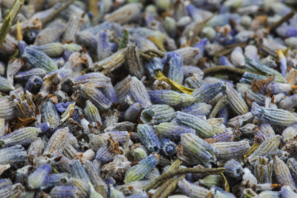 干或干薰衣草花背景纹理图片下载