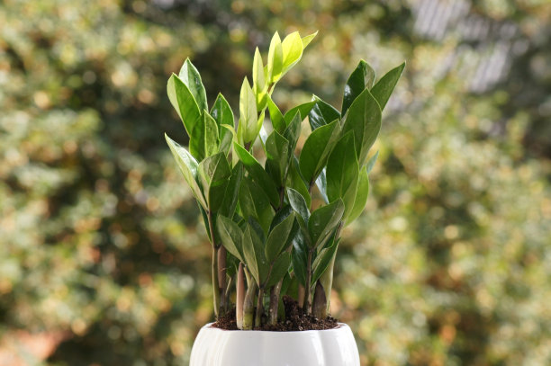 幸运的羽毛扎米花扎米花在窗台上的花盆上图片下载