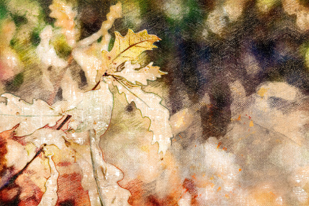 黄叶橡树的树枝。树的干叶子。橡树Gr图片下载