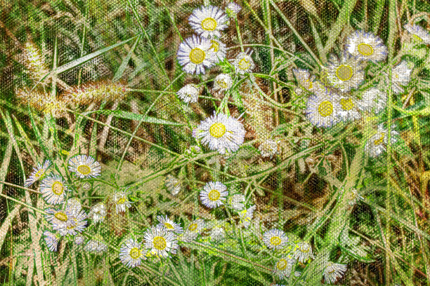 洋甘菊chamomilla。绿树间开着白色和黄色的雏菊花图片下载