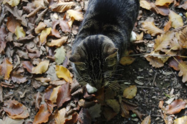 秋天的猫图片下载