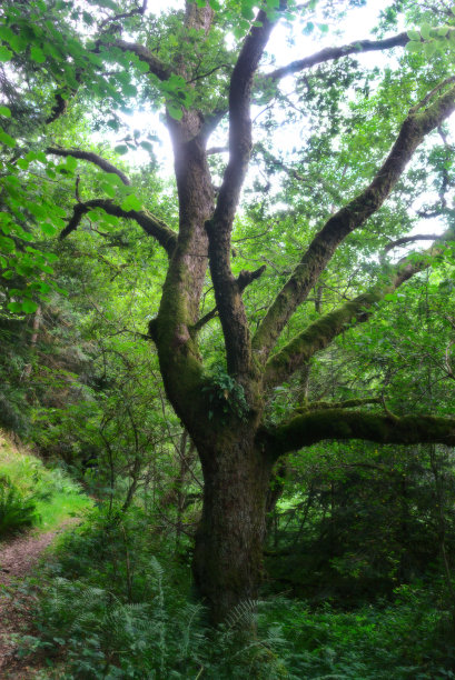 奥弗涅的野生森林图片下载
